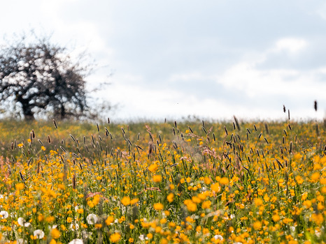 Bild Streuobstwiese am Walberla