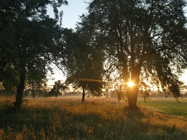 Bild Sonnenuntergang Streuobstwiese