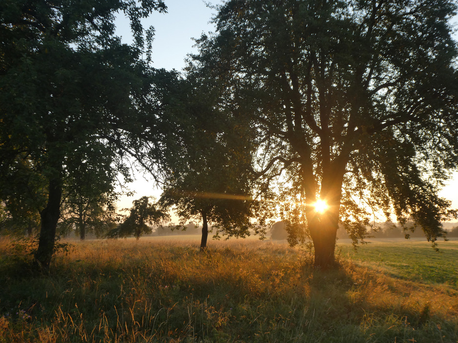 Bild Sonnenuntergang Streuobstwiese
