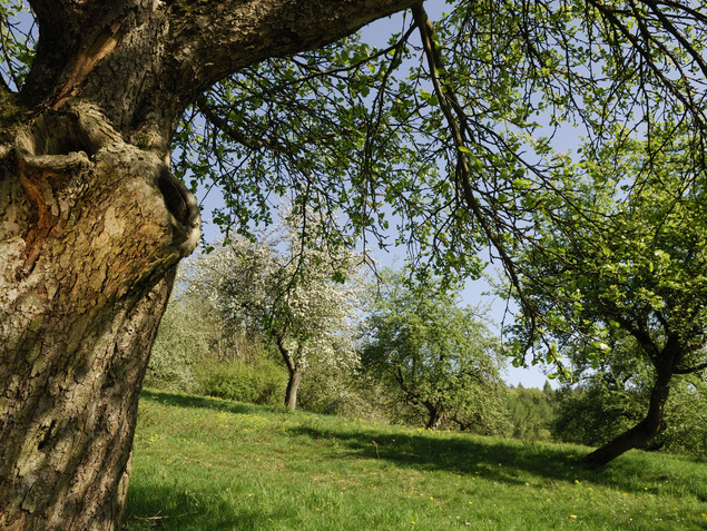 Bild alter Baumstamm