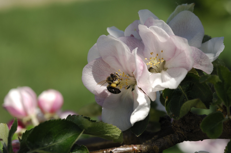 Apfelblüte Biene