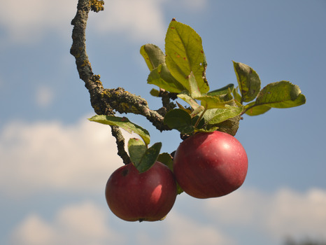 Bild Streuobst Apfel