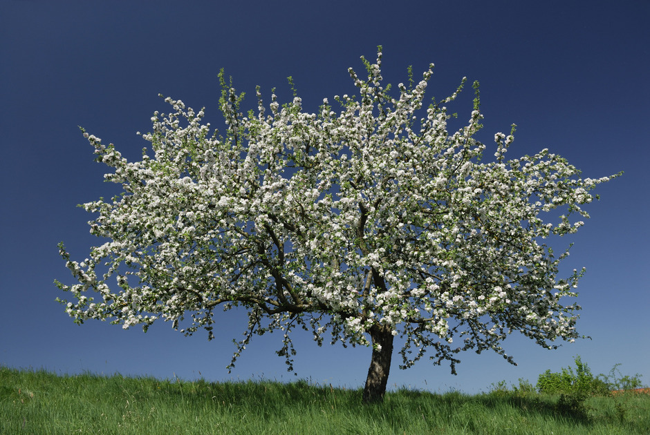 Blühender Apfelbaum